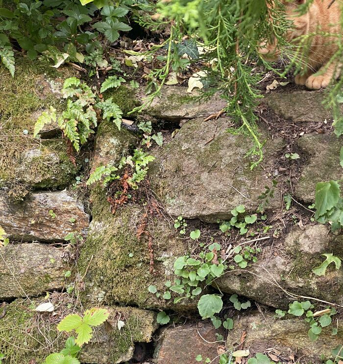 90 Times Cats Seamlessly Merged Into The Background