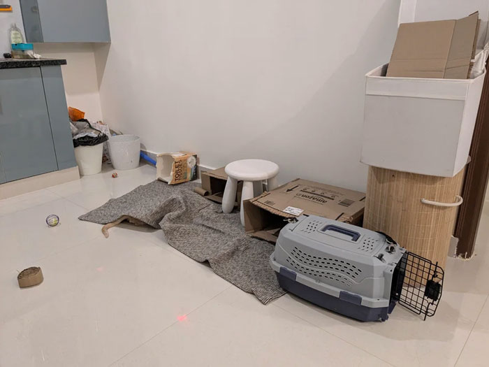 90 Times Cats Seamlessly Merged Into The Background