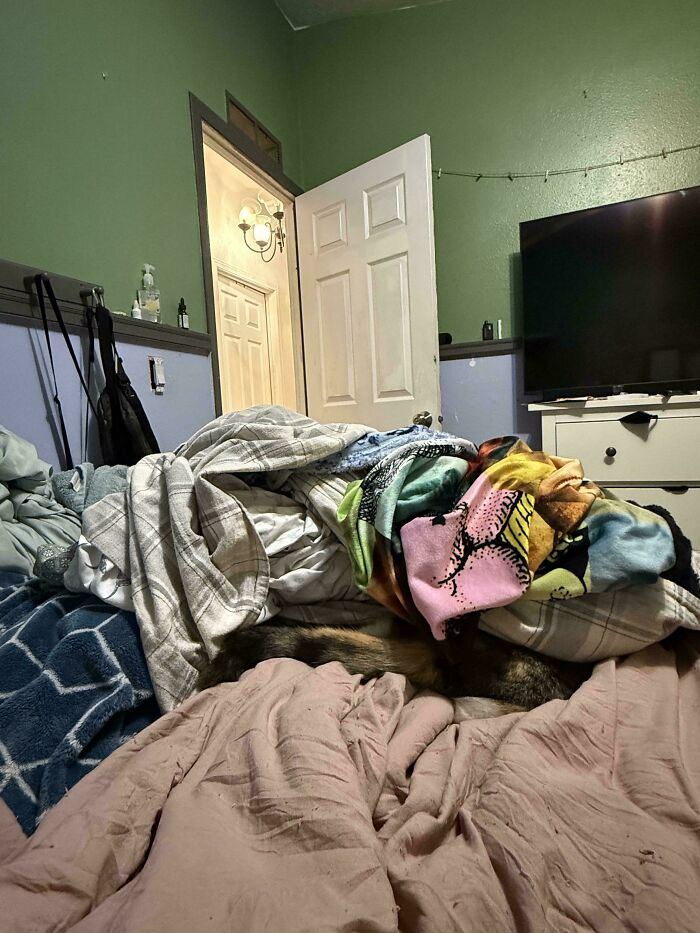 90 Times Cats Seamlessly Merged Into The Background