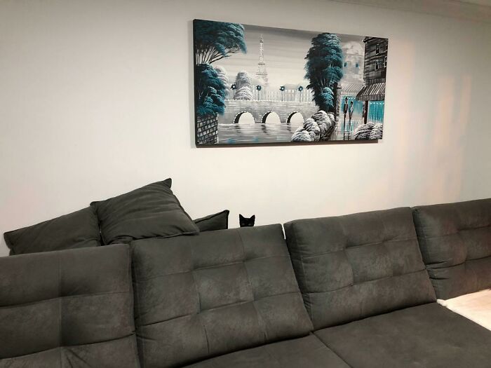 90 Times Cats Seamlessly Merged Into The Background