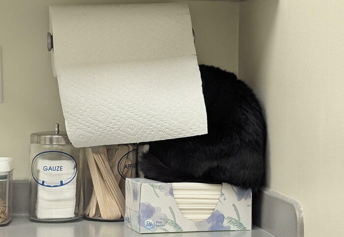 90 Times Cats Seamlessly Merged Into The Background