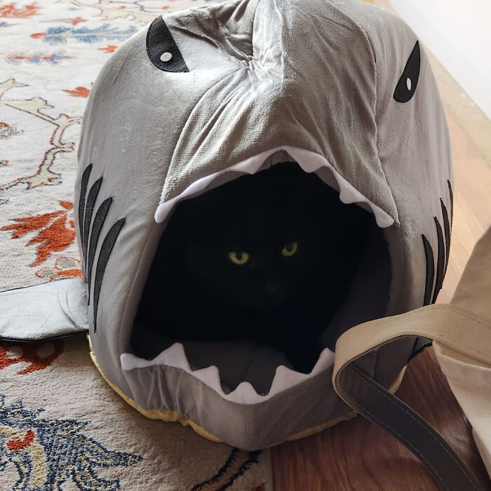 90 Times Cats Seamlessly Merged Into The Background