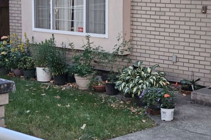 90 Times Cats Seamlessly Merged Into The Background