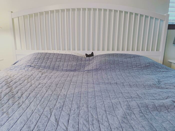 90 Times Cats Seamlessly Merged Into The Background
