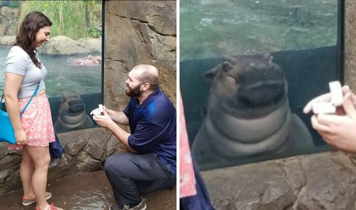 43 Photobombs That Were Either Total Disasters Or Absolute Perfection