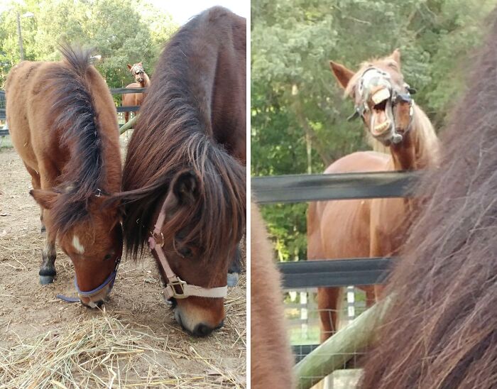 43 Photobombs That Were Either Total Disasters Or Absolute Perfection