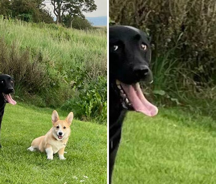 43 Photobombs That Were Either Total Disasters Or Absolute Perfection