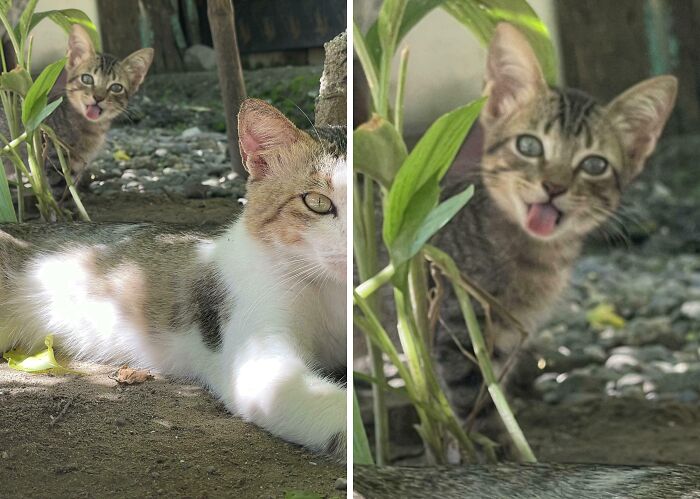 43 Photobombs That Were Either Total Disasters Or Absolute Perfection