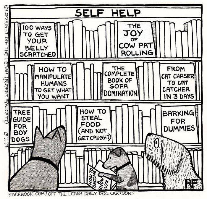 32 Comics That Show The Chaos And Joy Of Owning A Dog