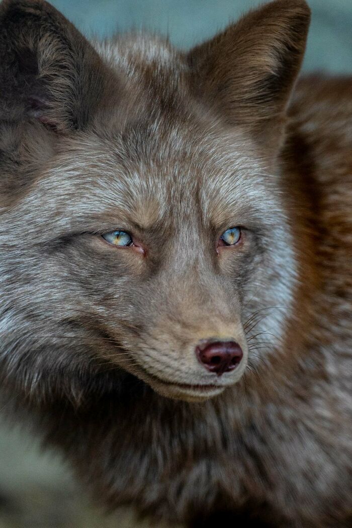 I’ve Spent More Than 18 Years Photographing Wild Animals To Capture Their Souls (36 Pics)