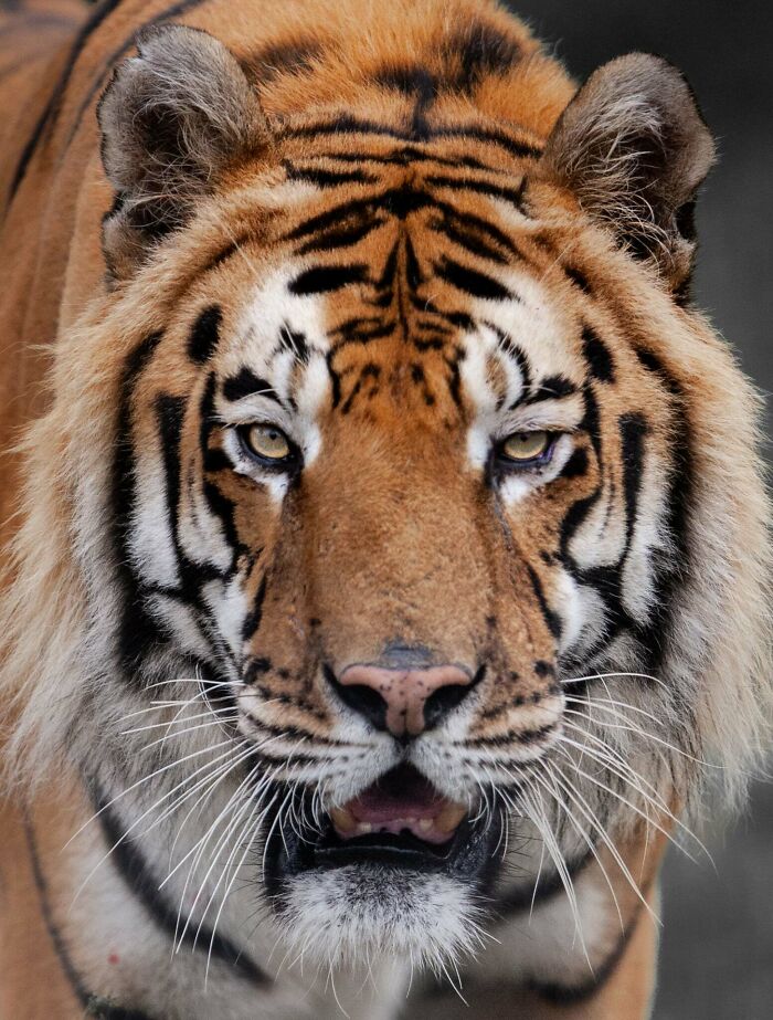 I’ve Spent More Than 18 Years Photographing Wild Animals To Capture Their Souls (36 Pics)