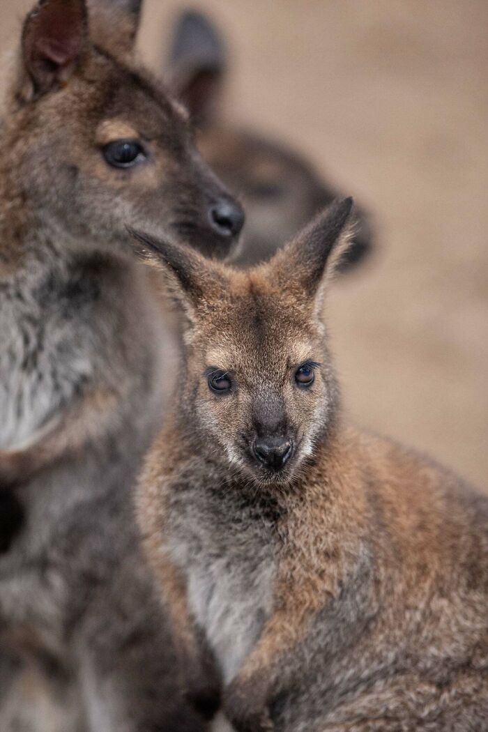 I’ve Spent More Than 18 Years Photographing Wild Animals To Capture Their Souls (36 Pics)