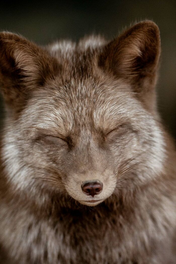 I’ve Spent More Than 18 Years Photographing Wild Animals To Capture Their Souls (36 Pics)