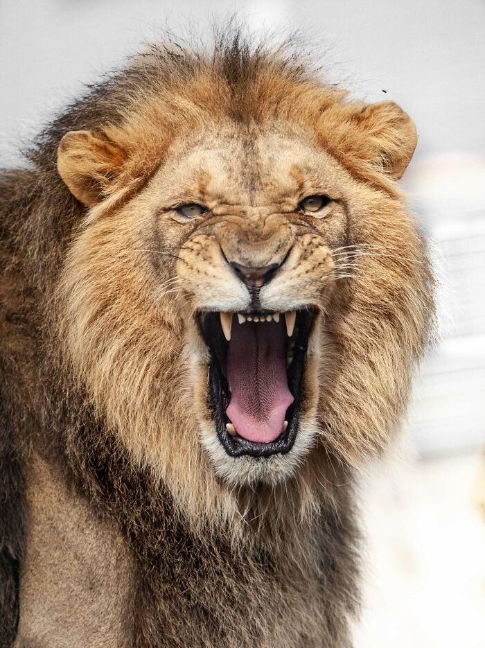 I’ve Spent More Than 18 Years Photographing Wild Animals To Capture Their Souls (36 Pics)