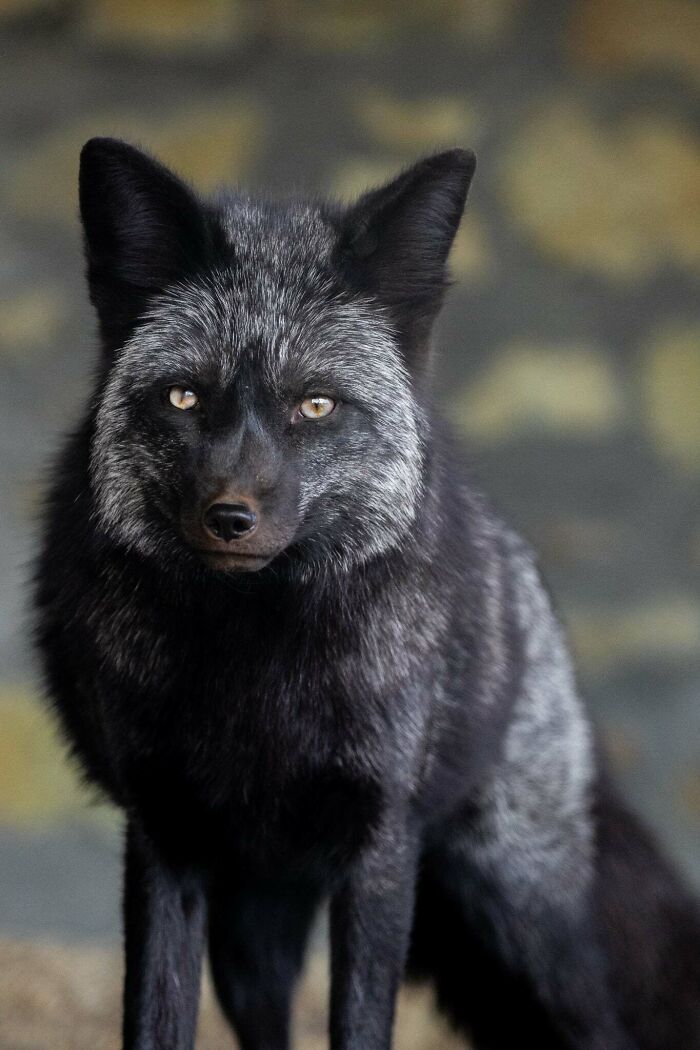 I’ve Spent More Than 18 Years Photographing Wild Animals To Capture Their Souls (36 Pics)