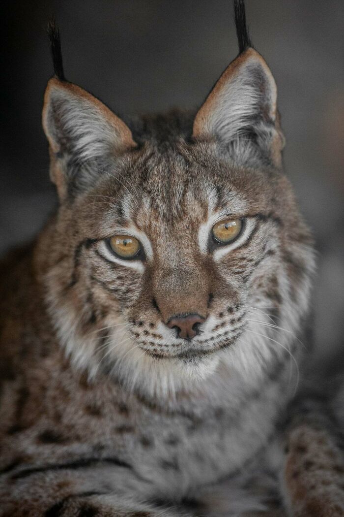 I’ve Spent More Than 18 Years Photographing Wild Animals To Capture Their Souls (36 Pics)