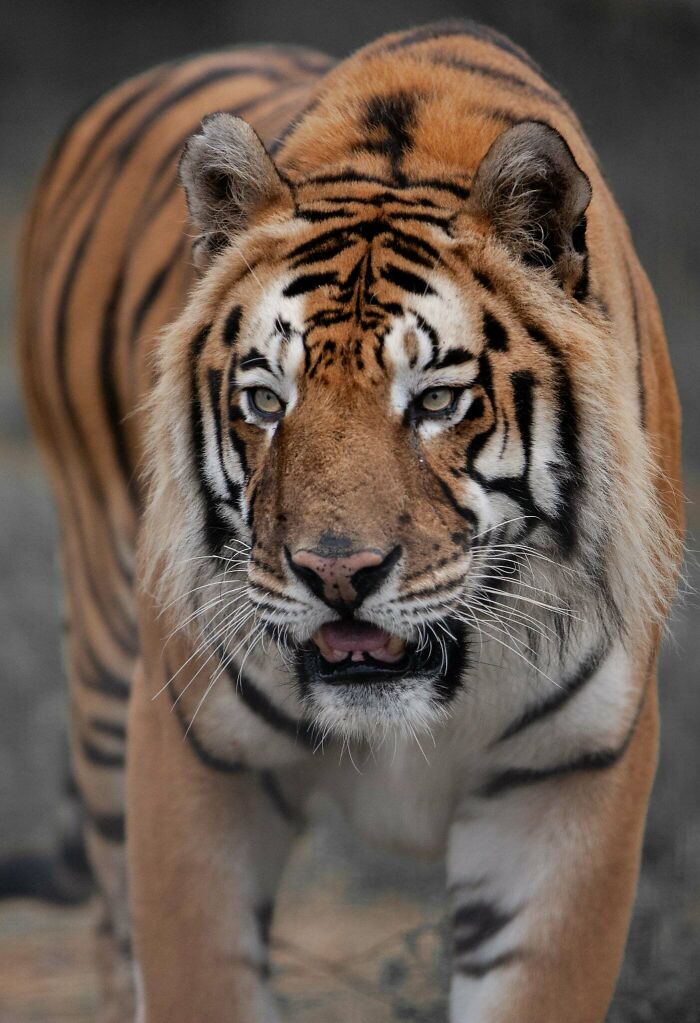 I’ve Spent More Than 18 Years Photographing Wild Animals To Capture Their Souls (36 Pics)