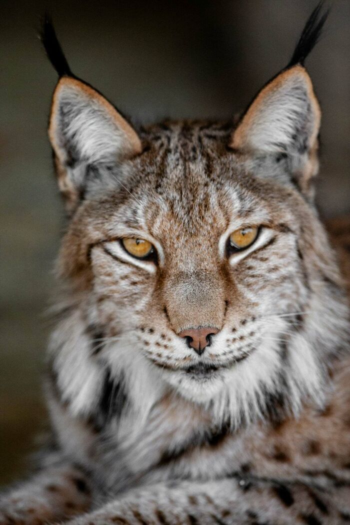 I’ve Spent More Than 18 Years Photographing Wild Animals To Capture Their Souls (36 Pics)