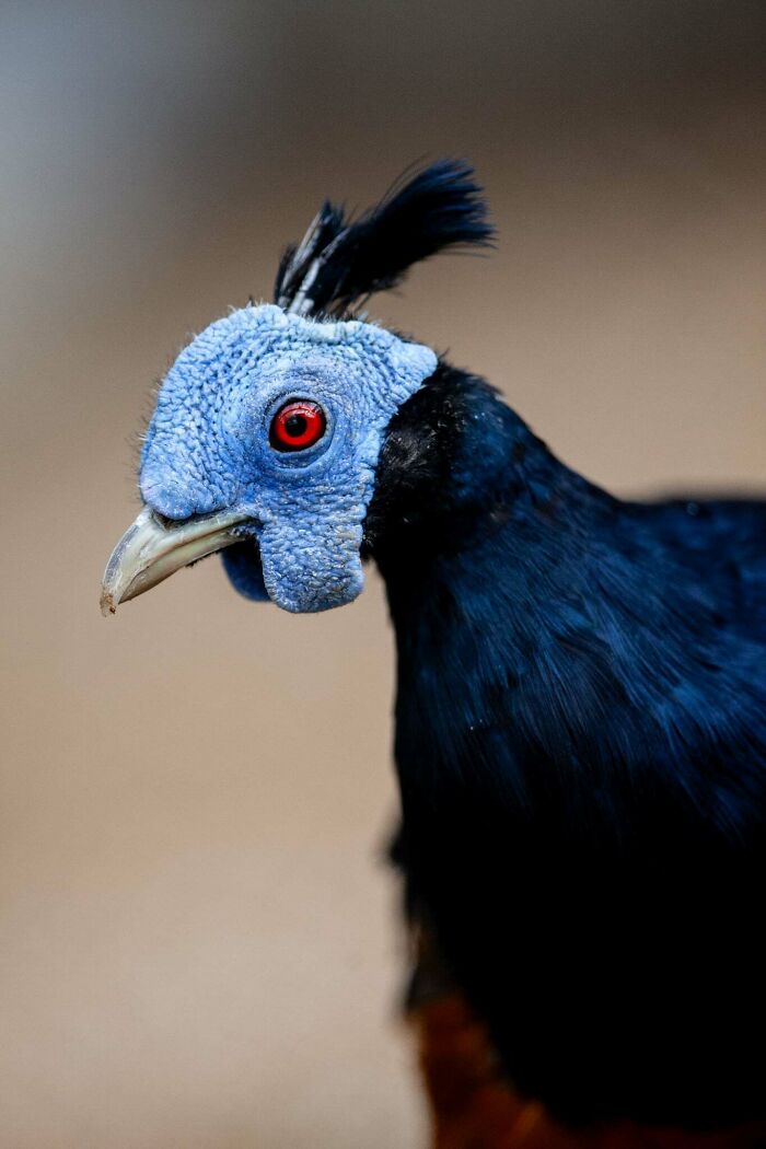 I’ve Spent More Than 18 Years Photographing Wild Animals To Capture Their Souls (36 Pics)