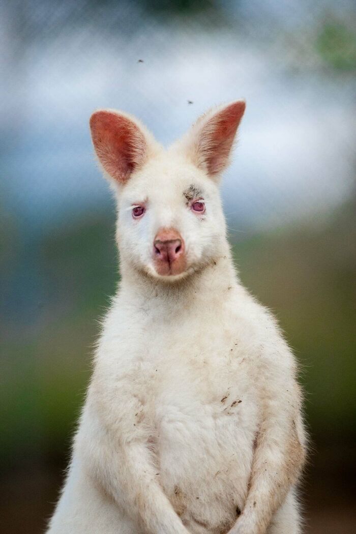 I’ve Spent More Than 18 Years Photographing Wild Animals To Capture Their Souls (36 Pics)