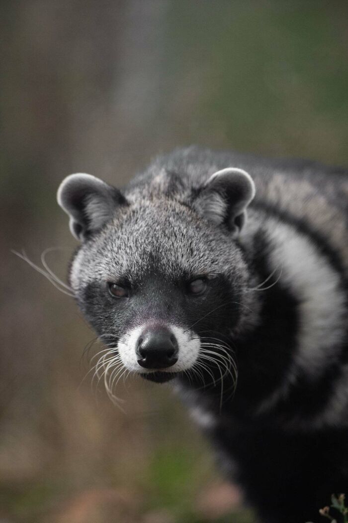 I’ve Spent More Than 18 Years Photographing Wild Animals To Capture Their Souls (36 Pics)