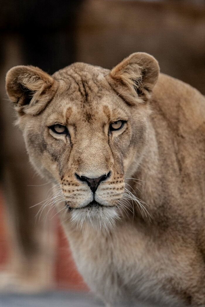 I’ve Spent More Than 18 Years Photographing Wild Animals To Capture Their Souls (36 Pics)