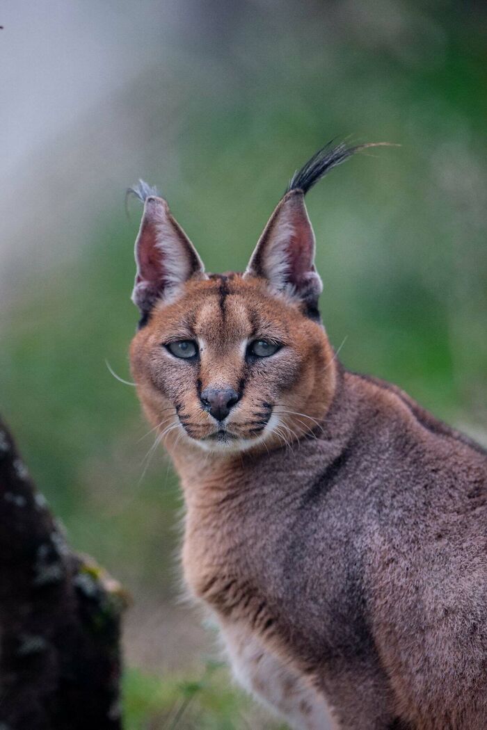 I’ve Spent More Than 18 Years Photographing Wild Animals To Capture Their Souls (36 Pics)