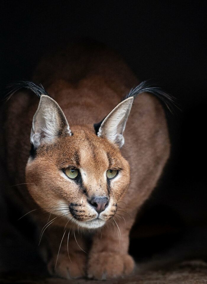 I’ve Spent More Than 18 Years Photographing Wild Animals To Capture Their Souls (36 Pics)