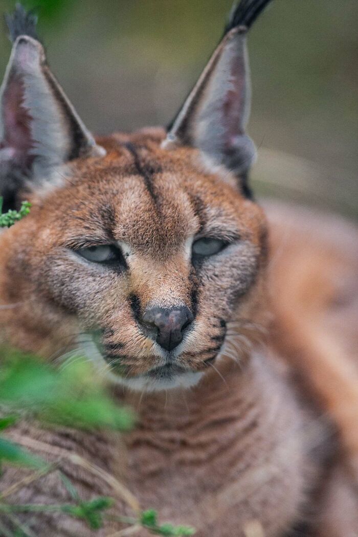 I’ve Spent More Than 18 Years Photographing Wild Animals To Capture Their Souls (36 Pics)