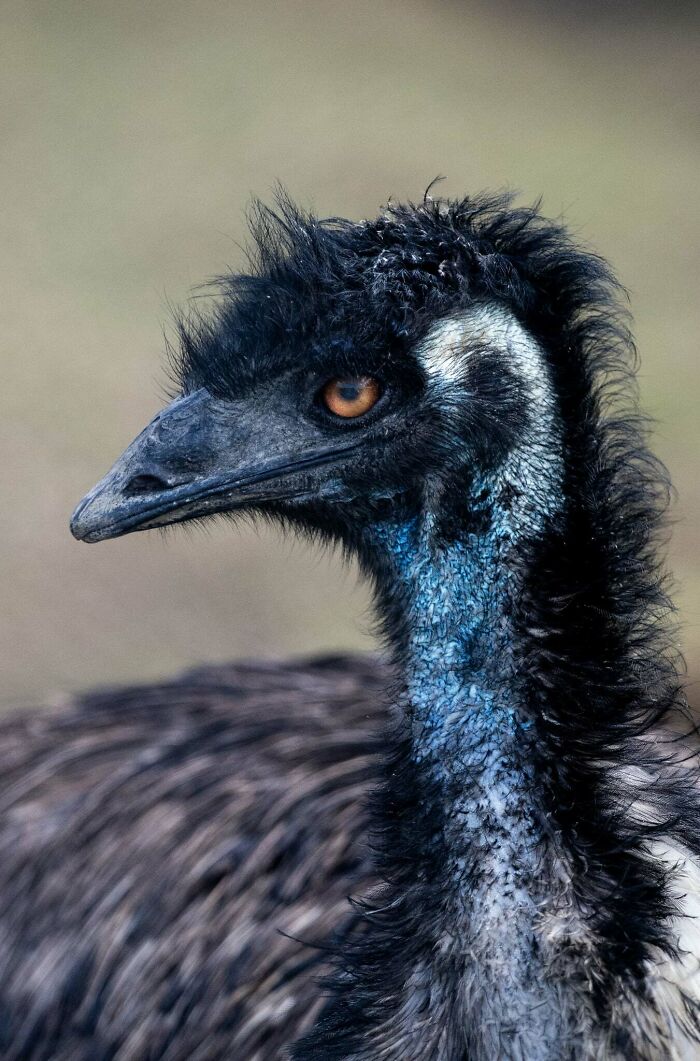 I’ve Spent More Than 18 Years Photographing Wild Animals To Capture Their Souls (36 Pics)