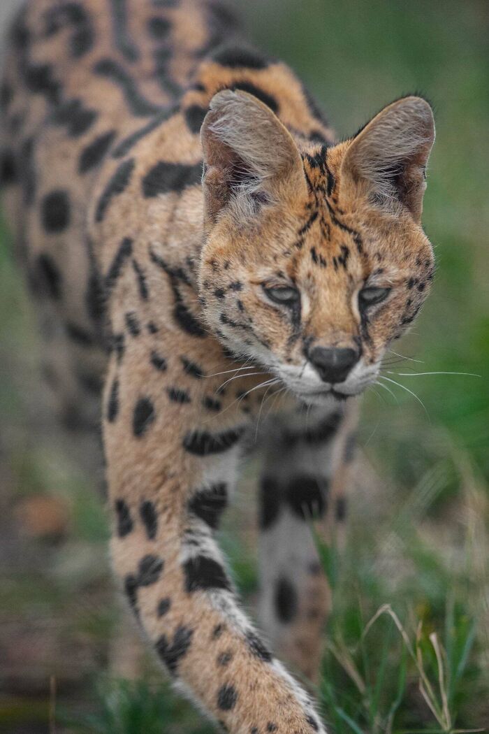 I’ve Spent More Than 18 Years Photographing Wild Animals To Capture Their Souls (36 Pics)