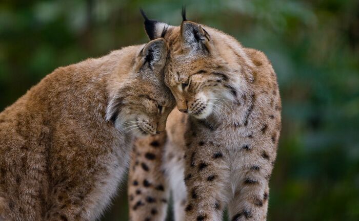 I’ve Spent More Than 18 Years Photographing Wild Animals To Capture Their Souls (36 Pics)