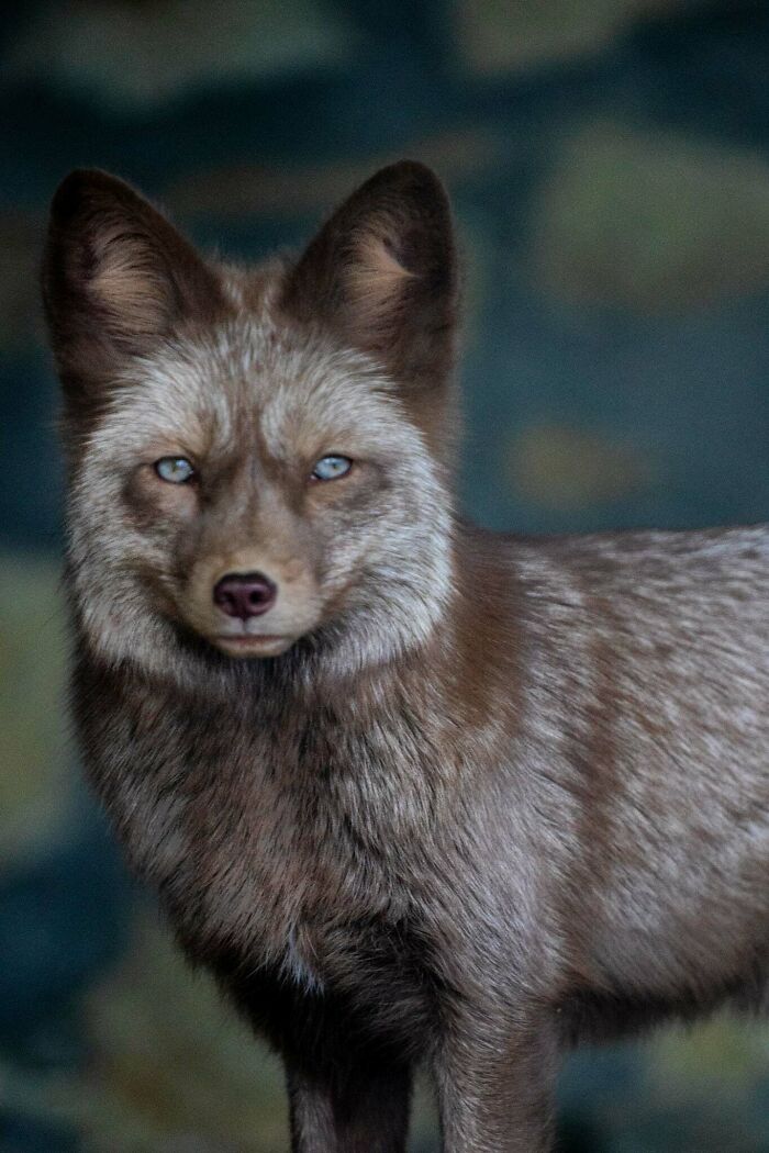 I’ve Spent More Than 18 Years Photographing Wild Animals To Capture Their Souls (36 Pics)