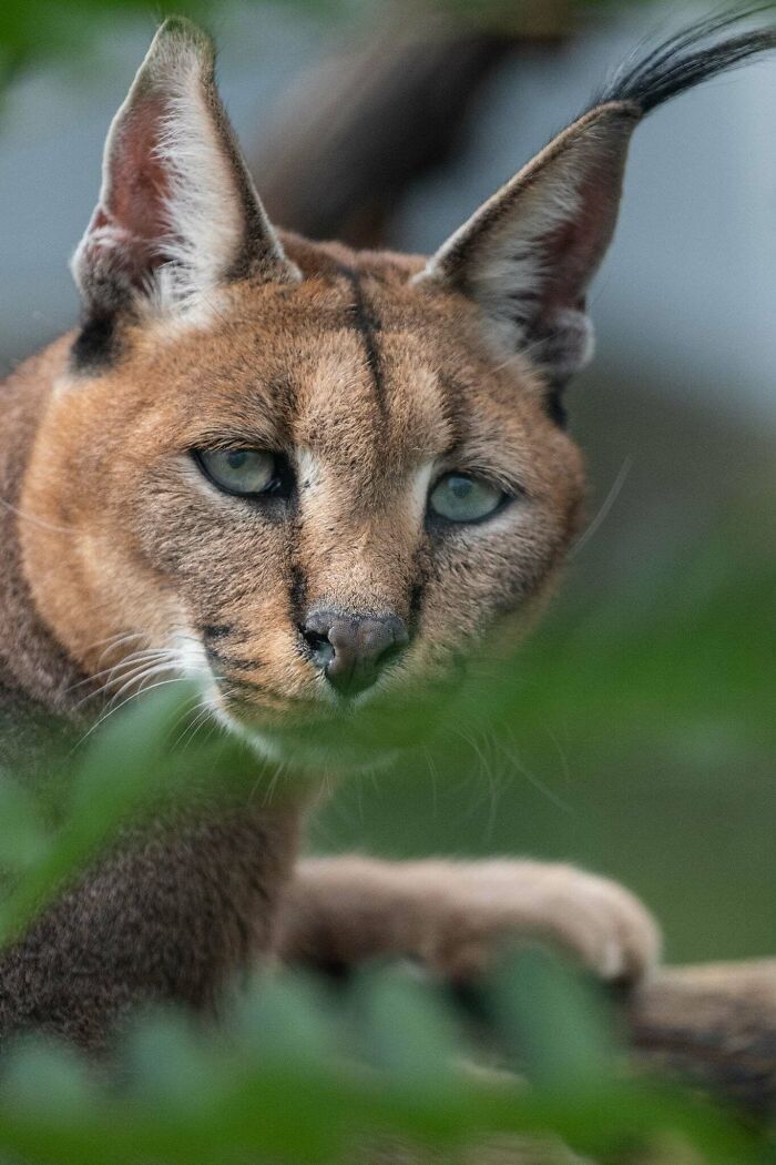 I’ve Spent More Than 18 Years Photographing Wild Animals To Capture Their Souls (36 Pics)