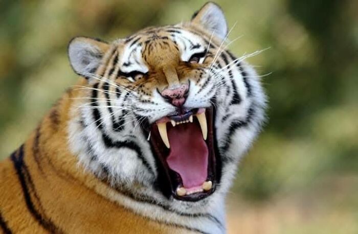 I’ve Spent More Than 18 Years Photographing Wild Animals To Capture Their Souls (36 Pics)