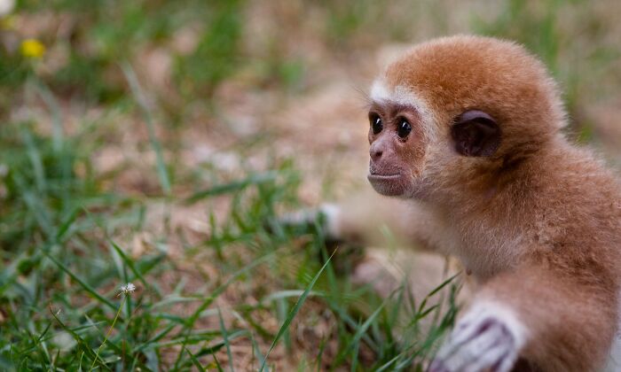 I’ve Spent More Than 18 Years Photographing Wild Animals To Capture Their Souls (36 Pics)