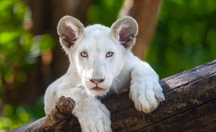 I’ve Spent More Than 18 Years Photographing Wild Animals To Capture Their Souls (36 Pics)