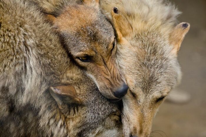 I’ve Spent More Than 18 Years Photographing Wild Animals To Capture Their Souls (36 Pics)