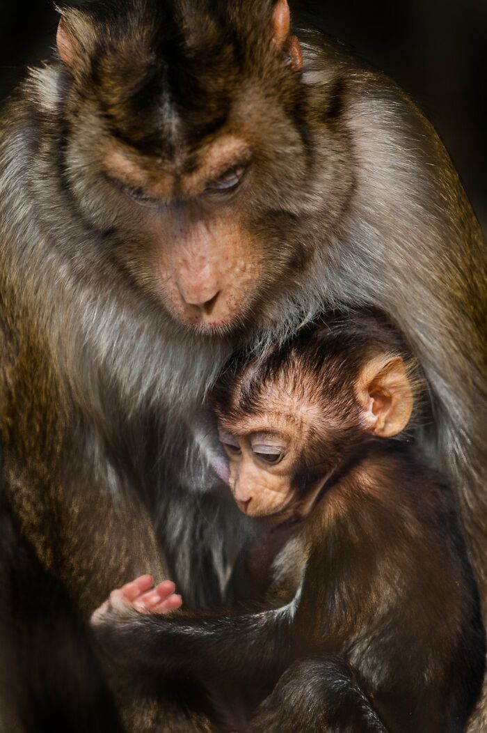 I’ve Spent More Than 18 Years Photographing Wild Animals To Capture Their Souls (36 Pics)
