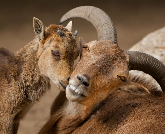 I’ve Spent More Than 18 Years Photographing Wild Animals To Capture Their Souls (36 Pics)