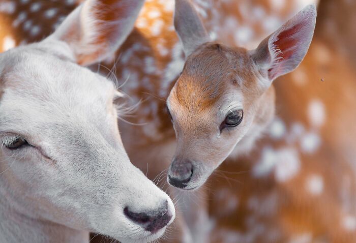 I’ve Spent More Than 18 Years Photographing Wild Animals To Capture Their Souls (36 Pics)