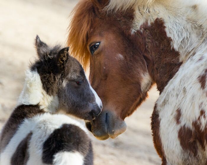 I’ve Spent More Than 18 Years Photographing Wild Animals To Capture Their Souls (36 Pics)