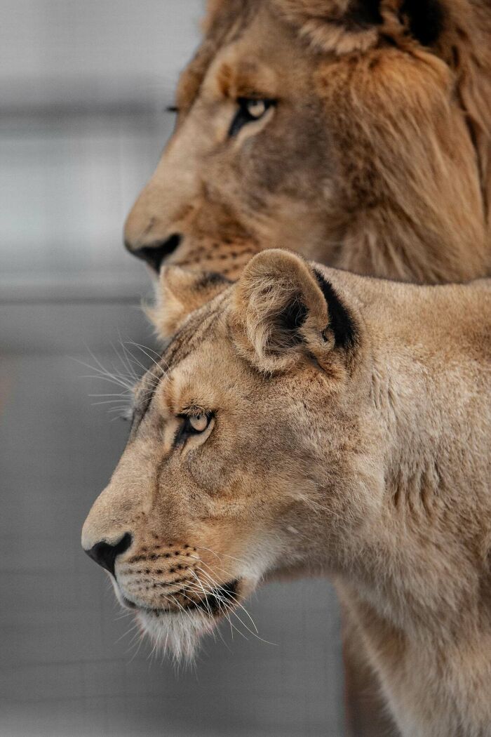 I’ve Spent More Than 18 Years Photographing Wild Animals To Capture Their Souls (36 Pics)