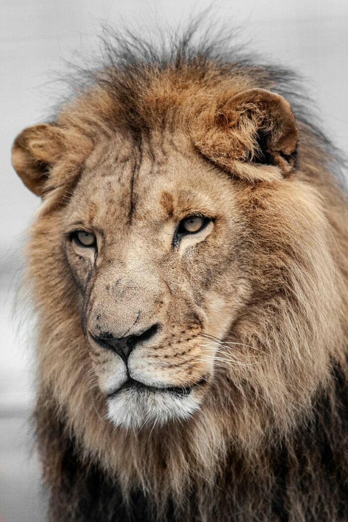 I’ve Spent More Than 18 Years Photographing Wild Animals To Capture Their Souls (36 Pics)