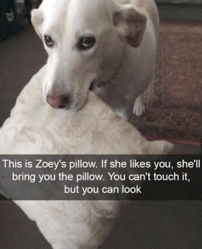 88 Wholesome Animal Memes To Make You Forget Your Worries For A While (New Pics)