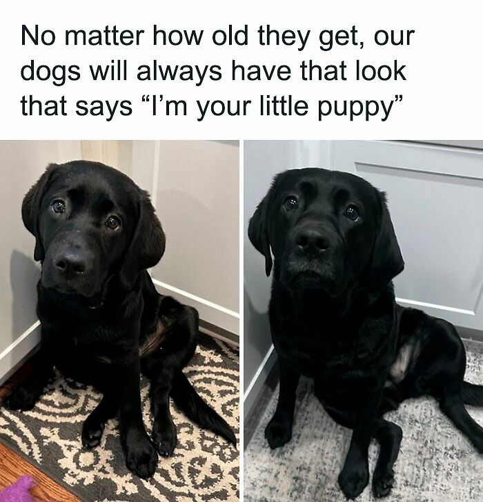 88 Wholesome Animal Memes To Make You Forget Your Worries For A While (New Pics)