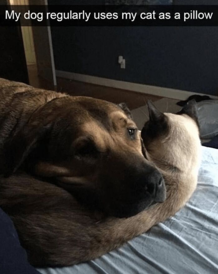 88 Wholesome Animal Memes To Make You Forget Your Worries For A While (New Pics)