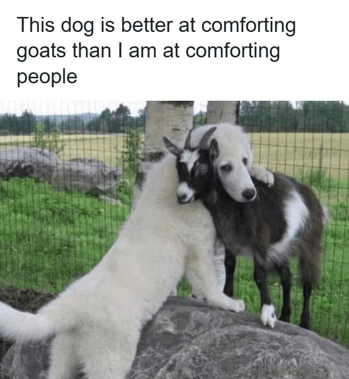 88 Wholesome Animal Memes To Make You Forget Your Worries For A While (New Pics)
