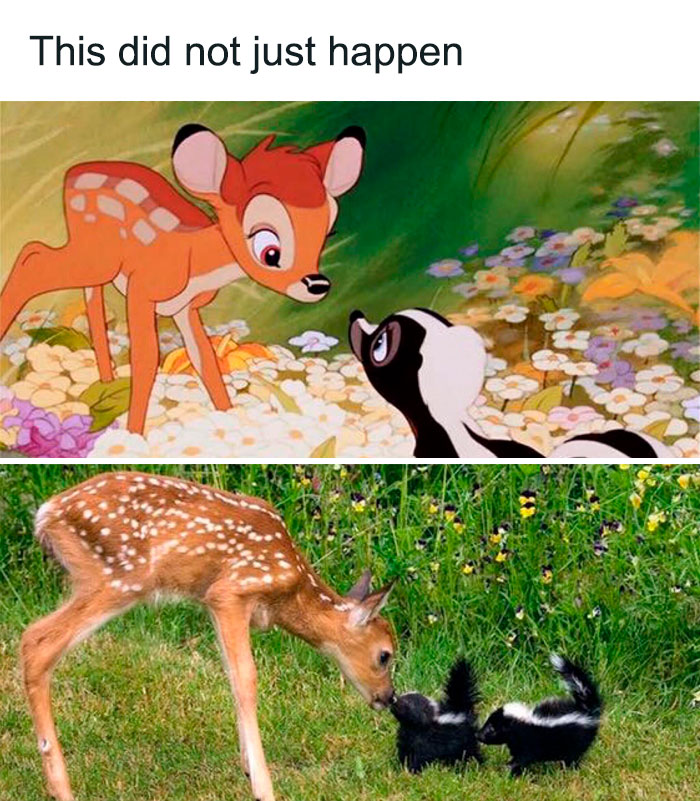 88 Wholesome Animal Memes To Make You Forget Your Worries For A While (New Pics)