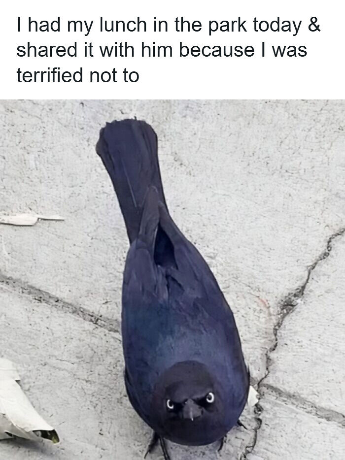 88 Wholesome Animal Memes To Make You Forget Your Worries For A While (New Pics)